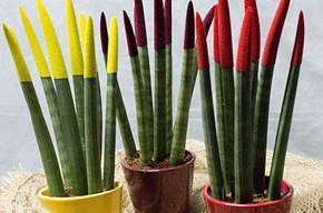 Sansevieria cilindria color grande
